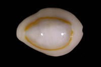 藏品(金環寶螺)的圖片